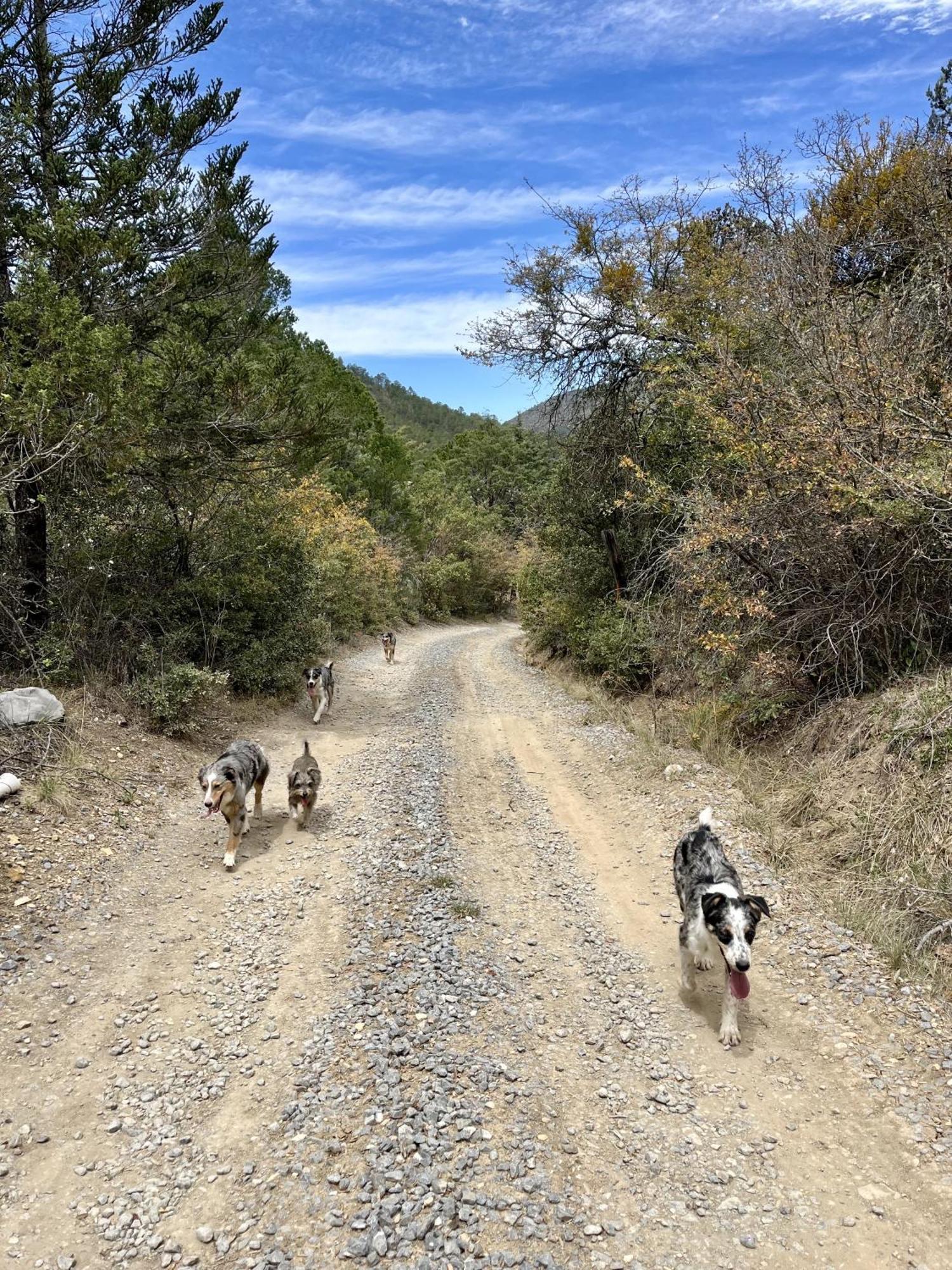 Camping En La Sierra De Arteaga Los Lirios Dış mekan fotoğraf